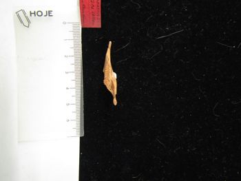 Media type: image;   Mammalogy BOM-9864 Description: Image of skeleton specimen - dorsal mandible view. Detailed image of the mandible of the skeleton specimen.;